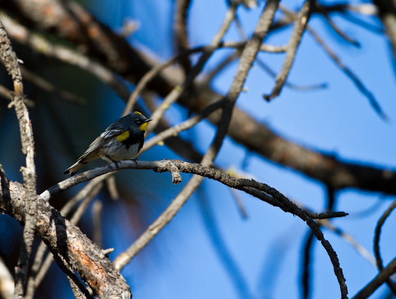 Yellow-Rumped Warbler